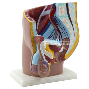 Modèles biologiques des parties génitales masculines et féminines Qinghua, instruments éducatifs biologiques, organes humains, démonstration médicale - Product Image 4