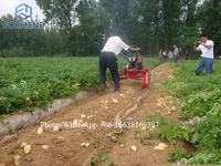 Moissonneuse-batteuse de pommes de terre à l'ail sucré tracté par tracteur