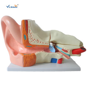 Modèle anatomique médical oreille humaine anatomie modèle fiant 5 fois modèle d'enseignement des sciences médicales - Product Image 1