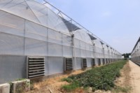 Serre à structure filmique multi-travées ZHUOTAI, vente directe usine, avec un taux d'utilisation du terrain élevé