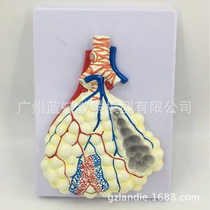 Modèle d'agrandissement alvéolaire de taille moyenne avec plaque suspendue ; Modèle d'anatomie du poumon humain ; Modèle en relief du système respiratoire humain - Product Image 1