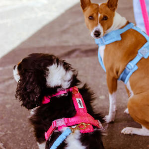 شعار مخصص فاخر قابل للتعديل خفيف الوزن لا سحب تصميم لينة مريحة تيدي الكلب تسخير المخملية - Product Image 4