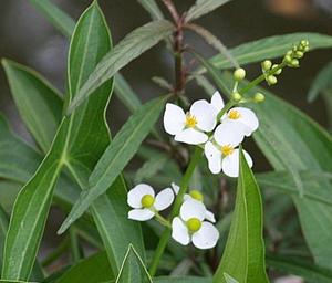 Commercio all'ingrosso <span class=keywords><strong>Sagittaria</strong></span> Trifolia in polvere <span class=keywords><strong>Sagittaria</strong></span> Trifolia estratto <span class=keywords><strong>Sagittaria</strong></span> Trifolia estratto in polvere con sano - Product Image 3