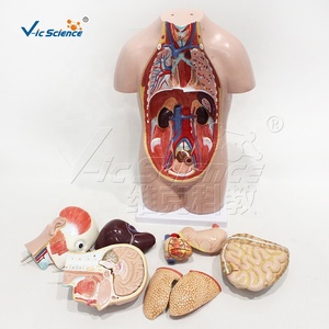 Modèle anatomique de torse asexuel en PVC de 50 cm avec 12 pièces pour l'enseignement des sciences médicales - Product Image 5