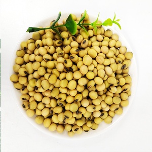 Granos de soja sin GMO de alta calidad, granos de soja sin GMO a granel - Product Image 6