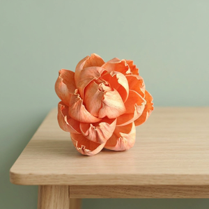 8CM White Sola Wood Environmental Friendly DIY Decorative Flowers Plants Thailand <b>Reed</b> <b>Diffuser</b> Bulk Wholesale Weddings - Product Image 3