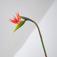 MW90501A Tige d'oiseau de paradis artificiel de 25 pouces, fleur tropicale exotique réaliste en faux Strelitzia pour décoration de vase au sol