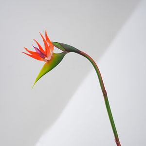 MW90501A Tige d'oiseau de paradis artificiel de 25 pouces, fleur tropicale exotique réaliste en faux <span class=keywords><strong>Strelitzia</strong></span> pour décoration de vase au sol - Product Image 6