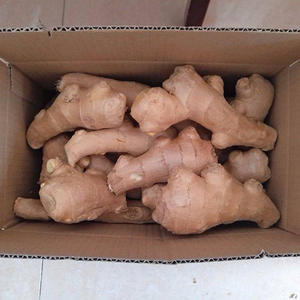 חלי אורגני איכותי אורגני טרי שורש ג 'ינג' ר צעיר משק שאנדונג ישיר 10 ק "ג - Product Image 5