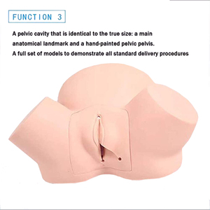 Simulador de Entrenamiento Avanzado en <span class=keywords><strong>Obstetricia</strong></span>, Maniquí de Parto para Enfermería Ginecológica - Product Image 3