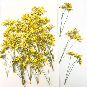 Fleurs séchées pressées en vrac, multi-têtes, couleurs mélangées, directement de l'usine, pour invitations de mariage, scrapbooking et artisanat - Product Image 5