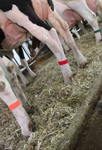 جودة عالية البقر تأخر الفرقة الفيلكرو هوك حلقة - Product Image 2