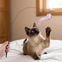 Jouet pour chat éco-durable avec base à ventouse, plume de simulation d'oiseau et guirlande pour le jeu physique des chats seniors - Idéal pour le dropshipping