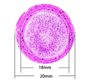 Objectif biologique achromatique plan infini trinoculaire BestScope BS-2053T (Plan) pour l'enseignement et la clinique - Product Image 6