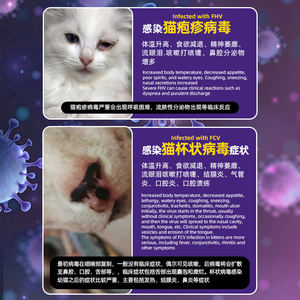 고양이 개 지아르디아 백혈구 감소증 바이러스 항원 신속 검사 FPV/FHV/FCV/FCOV/Ab/FCV/GIA 감지 상업용 및 가정용 - Product Image 3