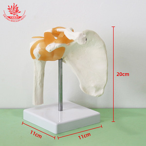Modelo funcional de articulación del hombro FRT026, modelo de esqueleto humano, modelo de articulación del hombro con ligamentos, modelo esquelético - Product Image 1