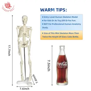 森林45厘米高大物理塑料骨架模型迷你礼品搞笑儿童玩具教学资源人体解剖模型