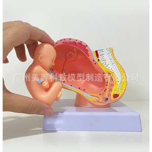 Modelo de pelvis femenina pequeña con modelo de feto a termen; modelo de embrión uterino fetal de nueve meses. - Product Image 1