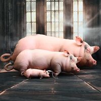 Bantal Boneka Beruang Simulasi Poliester Super Lembut Lucu Imut Boneka Beruang Tidur Mainan Hewan Peliharaan