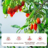 Buah Kering Wolfberry Cina Ningxia Goji Berry Fructus Lycii Vitamin 100% Alami Goji Berry Merah 100g