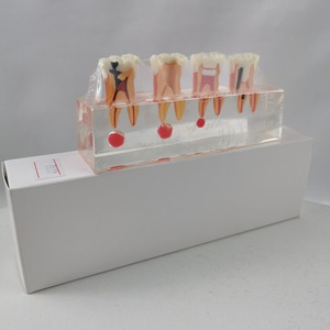 Modelo Dental M4018 para Tratamiento de Pulpa Dental, Herramienta Educativa de Entrenamiento para Uso Doméstico - Product Image 2