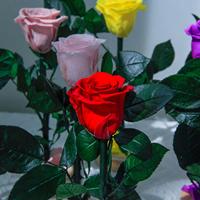 Roses éternelles Lovebay en gros, roses stabilisées dans un verre, fleurs naturelles éternelles, fleurs stabilisées individuelles avec tige