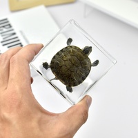 Presse-papiers Lucite acrylique de haute qualité avec taxidermie de vraie tortue artisanat en résine écologique pour aquariums souvenirs