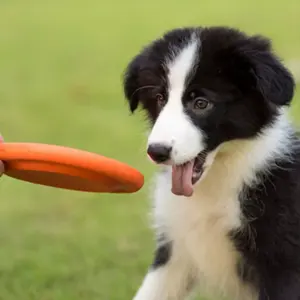 Disco de platillo volador para perro con logotipo personalizado de Golf para mascotas de plástico en blanco definitivo Circular