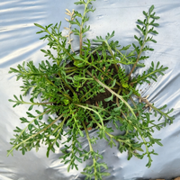Poudre d'extrait de graines de Macca à base de plantes avec des alcaloïdes, certifiée HPLC, qualité alimentaire, emballée sous vide en conserve