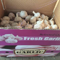 Optimale Verse Knoflook Ajo Chinese Knoflook Export Knoflook Marktprijs 10Kg/Carton