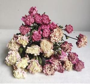 Ramo de Flores Secas de Peonía Moutan Natural Preservada de Fábrica de Yunnan para Decoración Boho de San Valentín, Bodas, Hogar y Navidad - Product Image 1