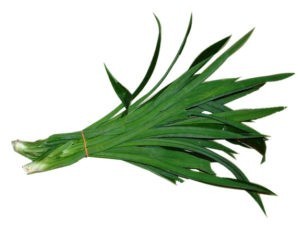 Polvo de Pandan de Alta Calidad (100% - Cultivo Orgánico) - Product Image 5