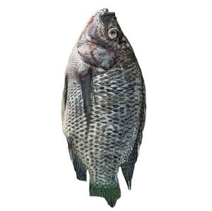 Pescado <span class=keywords><strong>Tilapia</strong></span> Entero Congelado 10kg 20cm Proceso IQF - Product Image 3