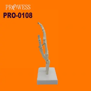 PRO-0108 의료 시뮬레이션 모델을 위한 관절이 있는 인체 크기 관절 뼈 손 및 손 뼈 모델