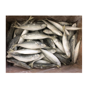Nueva <span class=keywords><strong>temporada</strong></span> Venta caliente IQF Frozen Round Scad Mackerel Whole Scad Premium Quality Quick Frozen Fish - Product Image 4