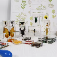 Poids-papier en forme de chauve-souris, spécimen animal, collection de taxidermie, intégré dans un bloc de lucite transparent, spécimen encadré