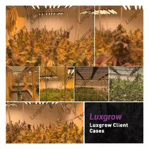 Luxgrow lâmpada led para áreas internas, 600w, 640w, aranha, 6 bar, osran, samsung lm281b, lâmpada de espectro completo, 8, 720w, luz para crescimento, para áreas internas
