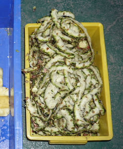 Éplucheur d'ananas électrique commercial et machine de dénoyautage d'ananas - Product Image 5