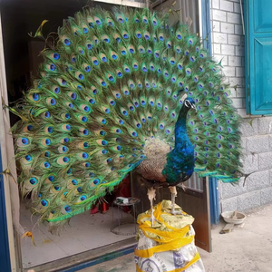 Decoración al aire libre Paisaje Tamaño real Resina Animal Fibra de vidrio Estatua de pavo real - Product Image 2