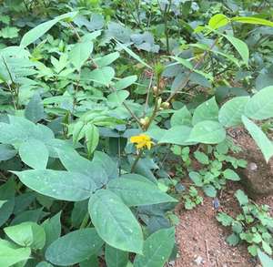 Plante Herbacée Sauvage Wang <span class=keywords><strong>Jiang</strong></span> <span class=keywords><strong>Nan</strong></span> Cassia Occidentalis Tige Feuilles à Vendre - Product Image 2