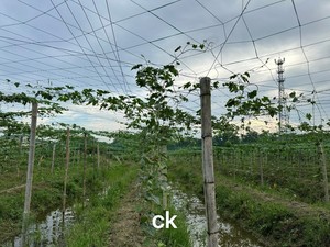 อาหารเสริมไดแอมโมเนียมไฮโดรเจนฟอสเฟตเกรดอาหารสำหรับผักและผลไม้ - Product Image 4