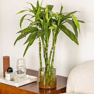 Vase en verre droit Transparent salon hydroponique eau de culture bambou détection avancée Arrangement de fleurs décoration maison - Product Image 4