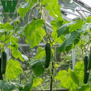 Serre de plantation de graines de soja <span class=keywords><strong>tomate</strong></span> - Product Image 3