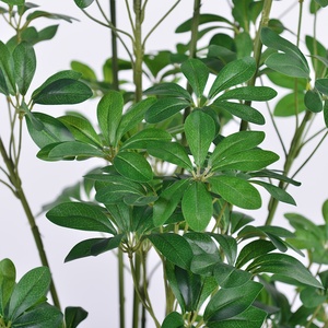 Árbol Bonsái Artificial <span class=keywords><strong>de</strong></span> <span class=keywords><strong>Schefflera</strong></span>, Plástico Ecológico Resistente a los Rayos UV, 120cm-180cm, Decoración para el Hogar y el Jardín - Product Image 4