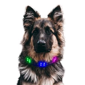 Collare a LED per Animali Domestici con Controllo via App Stile Classico Ricaricabile in Morbido Poliestere con Fibbia ad Ardiglione Evidenziata per Cani e Gatti - Product Image 4