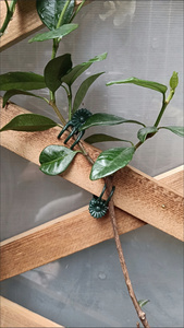 Clips de Fijación para Plantas de Jardín, <span class=keywords><strong>Mini</strong></span> Clips de Plástico para Soporte de Enredaderas, Reutilizables, para Jardinería Doméstica, Herramienta de Fijación y Protección para Injertos - Product Image 4