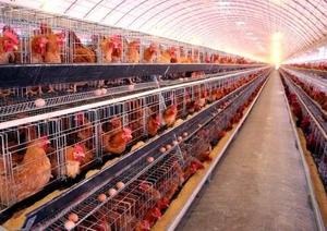 พลังงานต่ำไข่ชั้นกรงไก่สำหรับสุ่มไก่ - Product Image 6