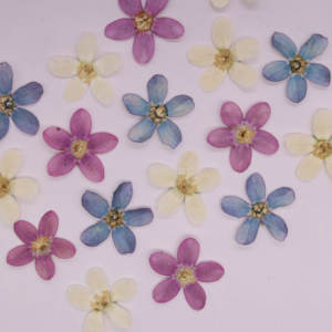 Calcomanías de uñas Tweedia Milkweed flores prensadas resina epoxi arte para marcos de joyería de moda para Navidad Día DE LA MADRE artesanía - Product Image 6