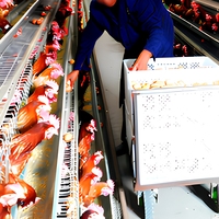 Cage à poules automatique à 3 niveaux de type A pour 96 oiseaux, cage à batterie galvanisée pour volailles avec système d'abreuvement et d'alimentation