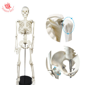 Modèle d'anatomie humaine de 85 cm pour l'enseignement médical, FRT004, squelette, configuration osseuse, modèle de squelette pour démonstration de gym et de yoga - Product Image 1